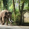 Not just a vacation in Bali: get closer to elephants.
