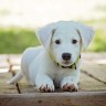 Размещение в отеле с животными